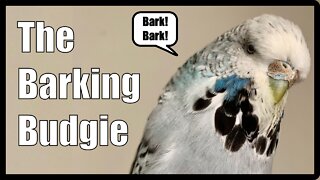 The Barking Budgie