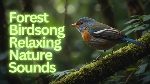 "Forest Birdsong - Relaxing Nature Sounds - Birds Chirping: Dive Into Peaceful Forest Birdsong"