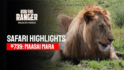 Safari Highlights #739: 16, 20, & 21 November 2022 | Lalashe Maasai Mara | Latest Wildlife Sightings