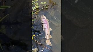 Lions Lake Status Update! DEAD FISH!?