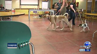 Fort Collins class teaches dogs good brewery manners