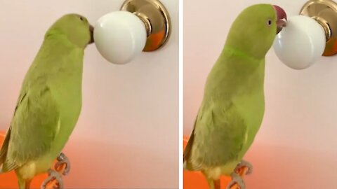 Beautiful parrot obsessing over a doorknob will make you smile
