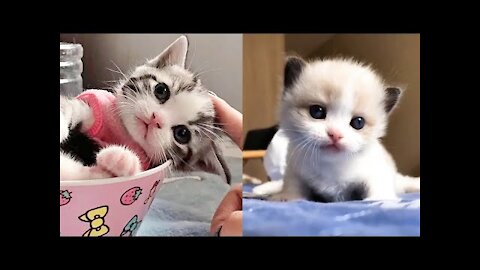 Cute Baby Cat Video-1
