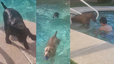 Another perfect Thursday afternoon spent swimming with my son and our furry friends