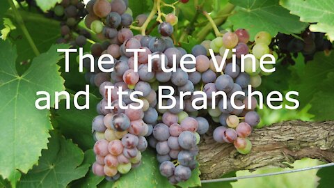 I Am the True Vine - John 15:1-8 - 5th Sunday of Easter Worship, May 2, 2021