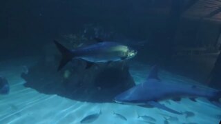 AQUARIUM IN MARATHON FLORIDA KEYS