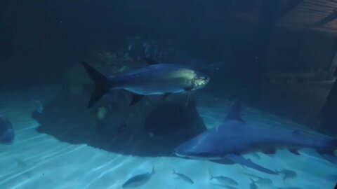 AQUARIUM IN MARATHON FLORIDA KEYS