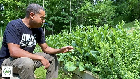 Ways to USE Your Comfrey