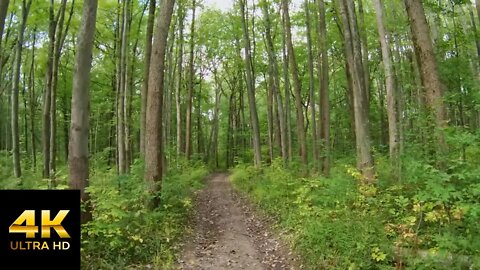 POV 4K Virtual Hike Through Overgrown Trail - With Relaxing Nature Sounds