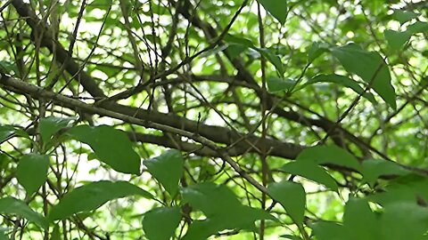 Nature Spring Ramification Wind Rain Green