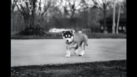❤️Little Husky pup trying to climb on the platform.❤️