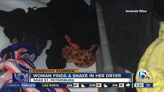 Florida woman finds snake in dryer