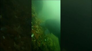 Drum in murky water