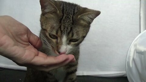 Little Cat Eats from the Hand