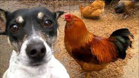 Chicken VS Dog Fight -Very Funny Dog Fight Videos