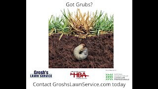 Grub Control Hagerstown MD Lawn Care Service