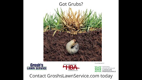 Grub Control Hagerstown MD Lawn Care Service
