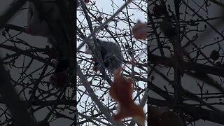 Opossum Stealing My Apples