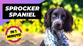 Sprocker Spaniel - In 1 Minute! 🐶 One Of The Most Popular Crossbreed Dogs In The World