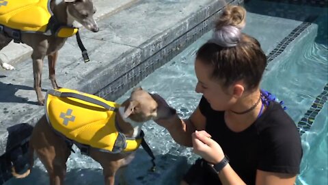 The Best Way To Teach Your Dog How To Swim