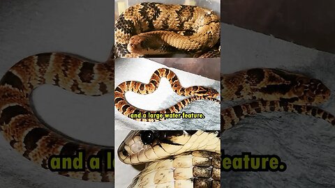The WORST snake species to keep
