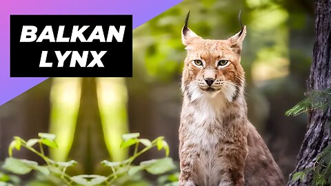 Balkan Lynx 🐱 The Lynx With Only 40 Individuals Left In The Wild