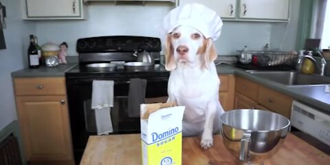 Chef Dog Bakes cake: Fanny Dog Maymo