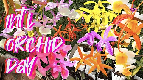 Special Signature Selection of Orchid Blooms 🌸🌼 Happy International Orchid Day 2024 💐 #ninjaorchids