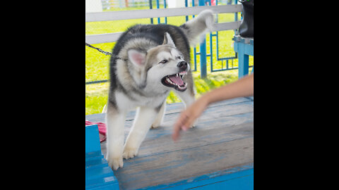 How To Make Your Dog 🐶Become Fully Aggressive With Few Simple Tips