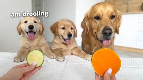 Dog Dad Reviews Food with His Puppies