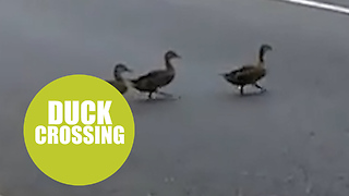 Footage of a man stopping traffic to let ducks cross the road