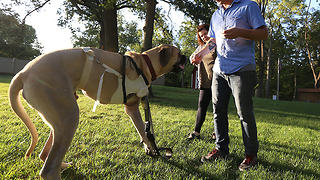 Moose: English mastiff gets new leg on life