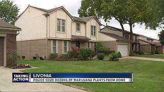 Police seize dozens of marijuana plants from Livonia home