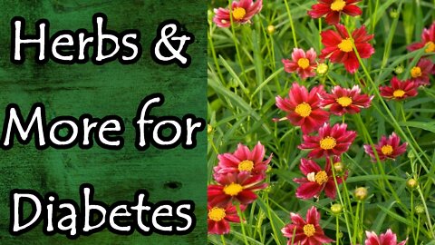 Herbs and More for Diabetes