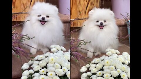 Cute Little Pet Dog Smilling With Amazing Fllowers