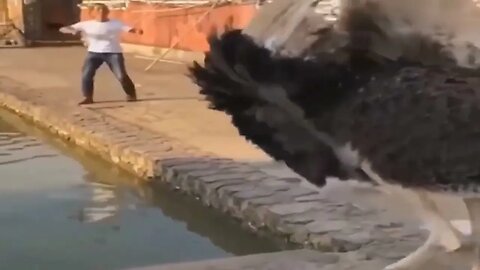 ostrich chases man funny animal clips #animals #funny #ostrich