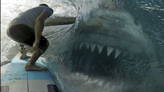 Evidence of a 50 Ton Megalodon