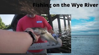Fishing on the Wye River #stripedbass #outdoors in Maryland #Wye River