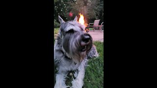 Fafner the Schnauzer at the fire pit