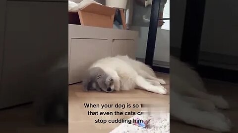 When your dog is so fluffy, that even the cats can’t stop cuddling him 😻