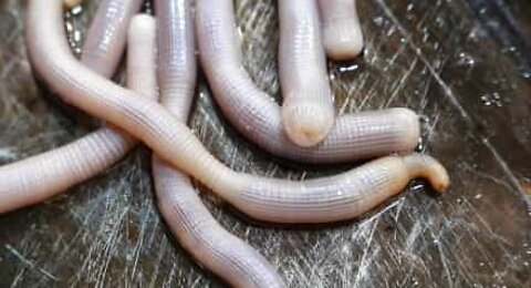 Giant marine worms are a delicacy in China