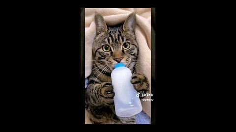 Cute Cat Compliation - Funny animal videos 2024