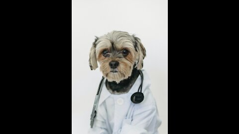 funny dog ​​doctor