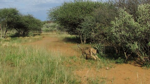 Making rescued cheetahs run!