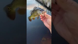 Peacock bass catch!