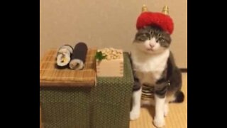 Gato adora comida japonesa!