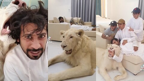 Simba Lion 🦁 is angry with prince 🤴 lion