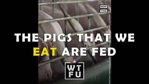 Man gets fired for exposing the TRUTH about what pigs eat daily