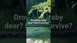 So sad. Drowning baby deer. I’m not sure if she survived? Or did she drown? I couldn’t tell.
