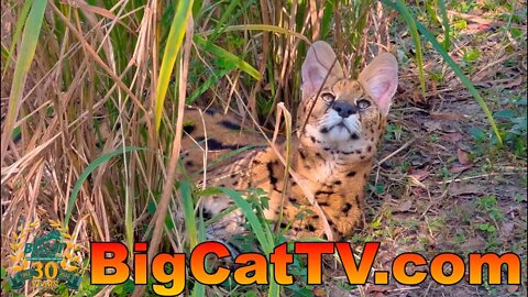 Des Serval W@W Absolutely Amazing Close Ups and Interesting Behind the Scenes Info 2022 12 02
